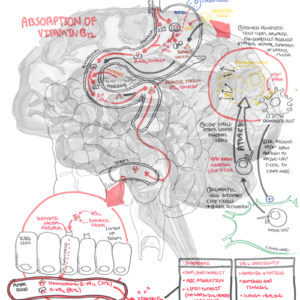 Vitamin B12 Physiology - Personal use