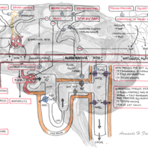 Hormones in Fluid Homeostasis - Personal use
