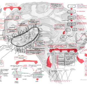 Microbiology Overview - Personal use