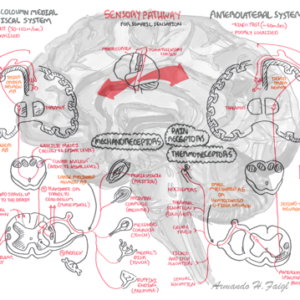 Neurology - Sensory Pathway - Personal use