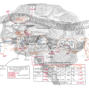 Oxidative Phosphorylation - Personal use
