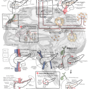 Pancreas Anatomy and Physiology - Personal use