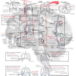 Lung Pleura Anatomy and Physiology - Personal use