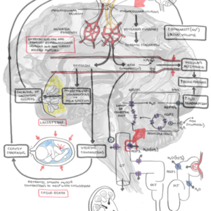 Posterior Pituitary Gland Hormones - Personal use