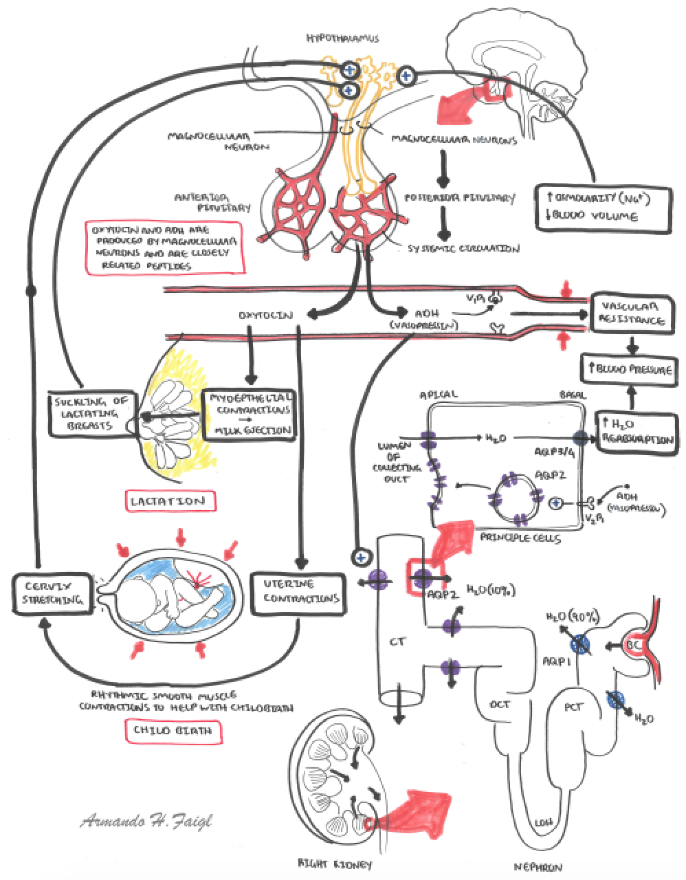 Treatment For Diabetes Insipidus Johns Hopkins Pituitary Center