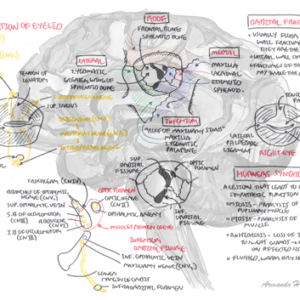 Eye Orbit Anatomy - Personal use