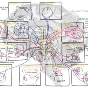 Cranial Nerves Overview - Personal use