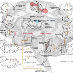 Dorsal Column (medial lemiscus) Pathway - Personal use