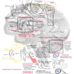 Ear Anatomy - Personal use