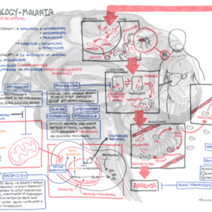 Malaria Pharmacology - Personal use