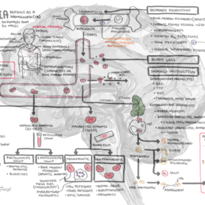 Anaemia Overview - Personal use