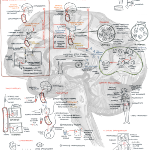 Graves Disease - Personal use