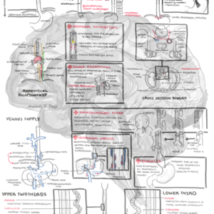 Oesophagus anatomy - Personal use