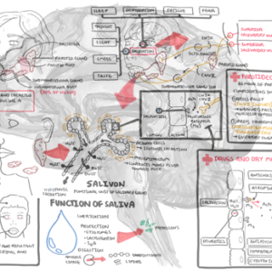 Salivary Glands - Personal use