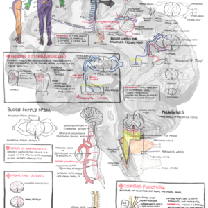 Anatomy | Product Categories | Armando Hasudungan