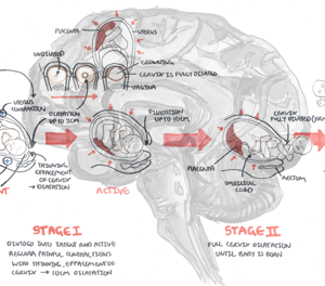 Stages of Labour - Personal use
