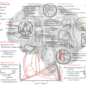 Physiological Changes in Pregnancy - Personal use