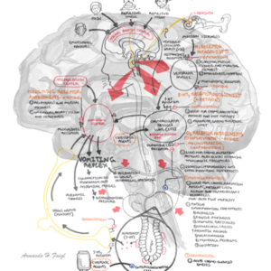 Vomiting reflex and Antiemetics - Personal use