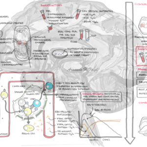 Epstein Barr Virus Pathophysiology - Personal use