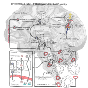 Hypothalamus Pituitary Thyroid Axis - Personal use