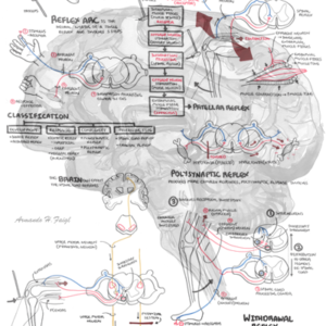 Reflex Physiology - Personal use