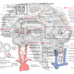 Thyroid Clinical Anatomy - Personal use