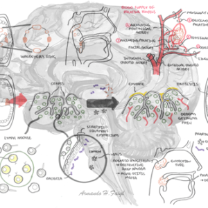 Tonsils Clinical Anatomy - Personal use