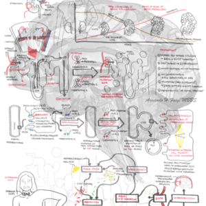 Autosomal Dominant Polycystic Kidney Disease - Personal use