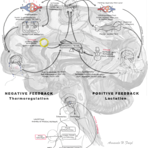 Homeostasis Overview - Personal use
