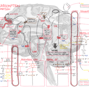 Nephrology - Absorption and Secretion - Personal use