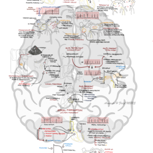 Atrial Fibrillation - Personal use