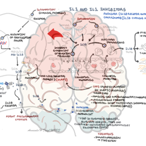 Cytokine IL1 and IL1 antagonist - Personal use