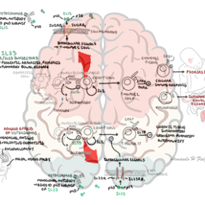 Cytokines IL12 and IL23 and IL12/IL2 antagonist - Personal use