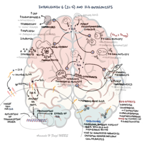 Cytokine IL6 and IL6 antagonist - Personal use