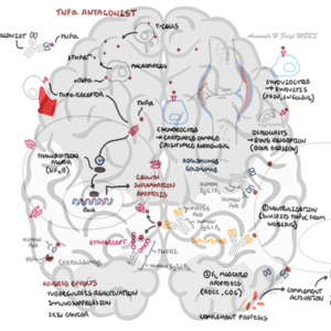 Cytokine TNFa and TNFa antagonists - Personal use
