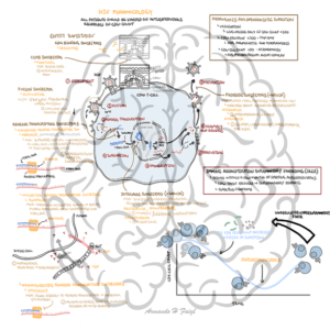 Pharmacology - Human immunodeficiency Virus (HIV)