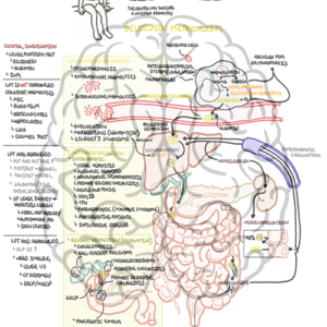Mechanism of Jaundice