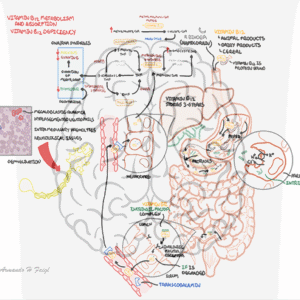 Vitamin B12 Metabolism NEW - Personal use