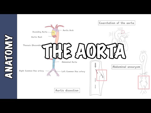 Thumbnail for YouTube medical video: Clinical Anatomy - The Aorta, sections and branches (coarctation, dissection and…