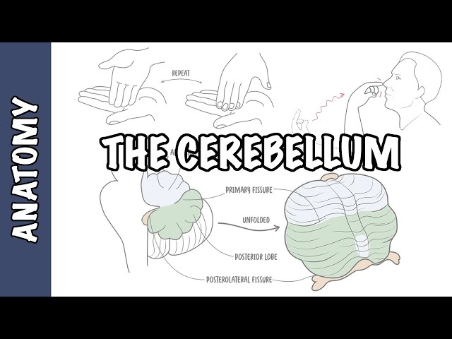 Thumbnail for YouTube medical video: Cerebellum Clinical Anatomy - cerebellar syndrome