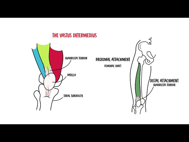 Thumbnail for YouTube medical video: Quadriceps muscle - Clinical Anatomy
