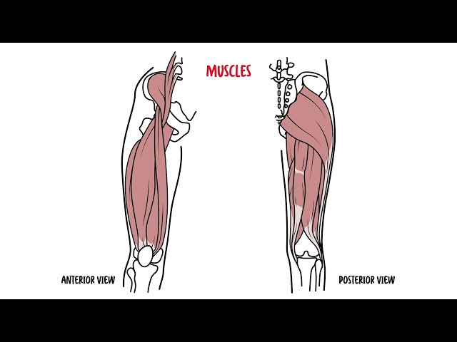 Thumbnail for YouTube medical video: Anatomy of the Hip Joint