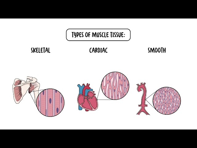 Thumbnail for YouTube medical video: The Four Types of Tissues - Epithelial, Connective, Nervous and Muscular