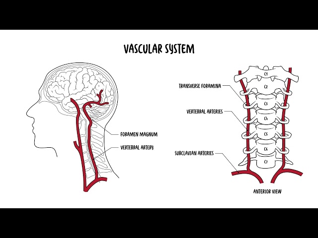 Thumbnail for YouTube medical video: Understanding the Cervical Spine