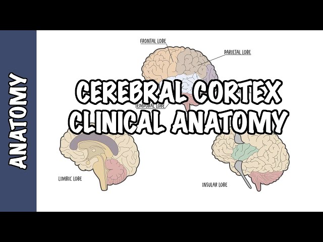 Thumbnail for YouTube medical video: Clinical Anatomy - Cerebral Cortex (lobes, injury and clinical signs)