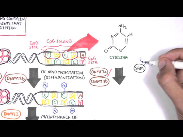 Thumbnail for YouTube medical video: DNA Methylation and Cancer