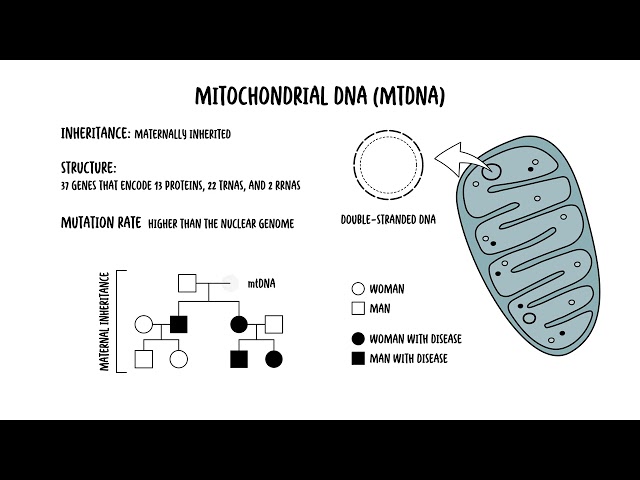 Thumbnail for YouTube medical video: The Mitochondria