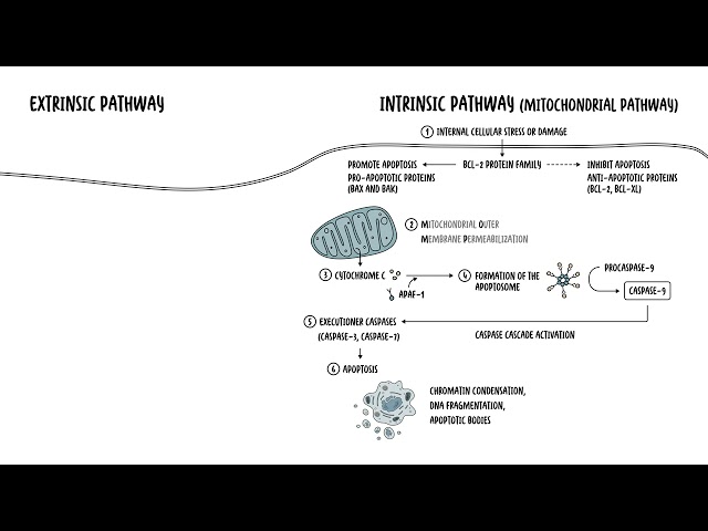 Thumbnail for YouTube medical video: Apoptosis - internal and external pathways