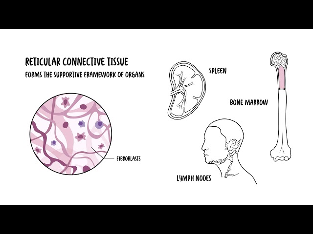 Thumbnail for YouTube medical video: Introduction to Connective Tissues - Dense, Loose, Specialised