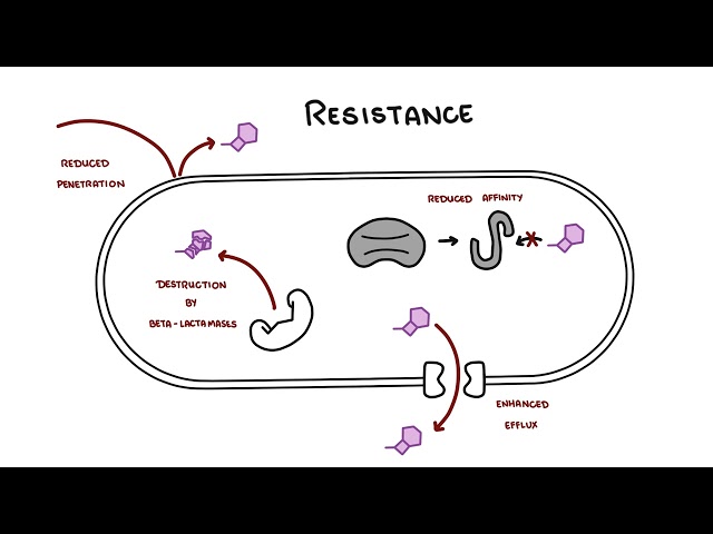 Thumbnail for YouTube medical video: Cephalosporin